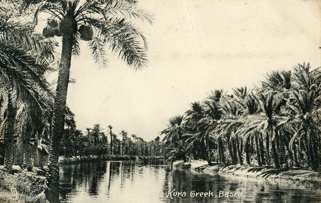 Postcard showing thick plantations of date palms by the river in Basra